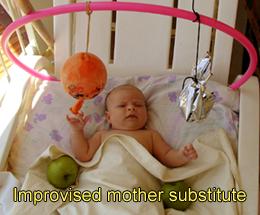 Improvised mother substitute